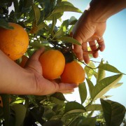 Naranjas del campo