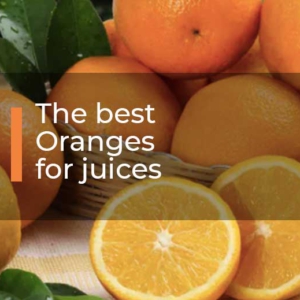 The-best-Oranges-for-juices