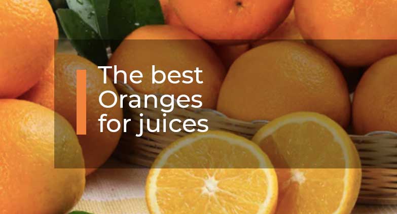 The-best-Oranges-for-juices